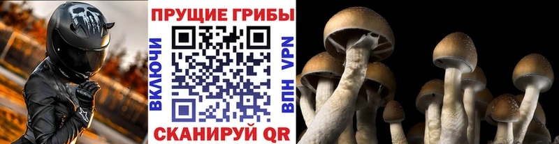 Купить где  Гдов  Галлюциногенные грибы мицелий 